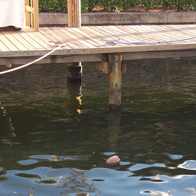 Coconuts floating in the water