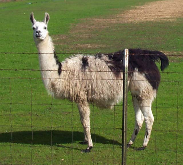 LLama at East Nicholas, California.