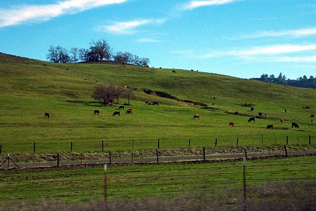 Green hills of Paradise