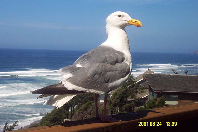 Herring Gull (Larus argentatus)