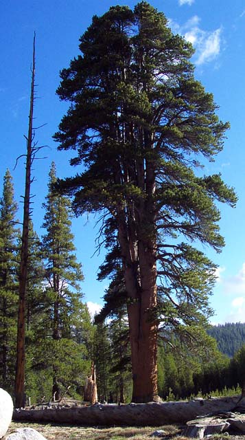 No bears around this year at Tuolumne Meadows